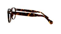 Moscot LEMTOSH 52 TORTOISE DEM.