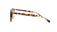Moscot JARED SUN 50 SPOT TORTOISE