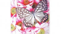 Visio microfibre romantique Schmetterling Rosa M03